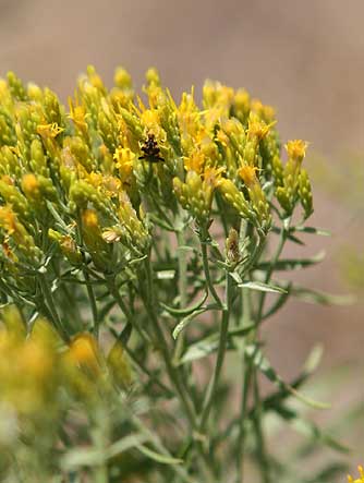 Picture of green rabbitbrush flowers with an ambush bug