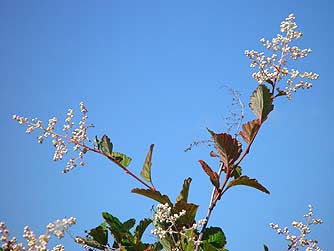 Picture of unopened ocean spray flowers and leaves - Holodiscus discolor 