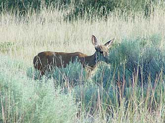 Picture of a deer browsing rabbit brush