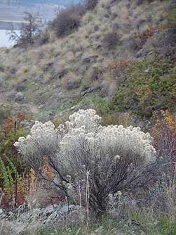 Picture of gray rabbitbrush in November