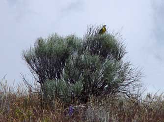 Gray rabbitbrush bush with a singing meadowlark