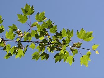 Picture of Rocky Mountain Maple or Acer glabrum