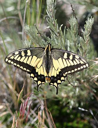 Oregon swallowtail butterfly basking on scabland sagebrush