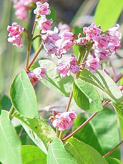 Spreading dogbane flower picture