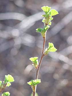 Picture of budbreak on a wax currant