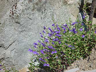 Purple wildflower - narrowleaf skullcap