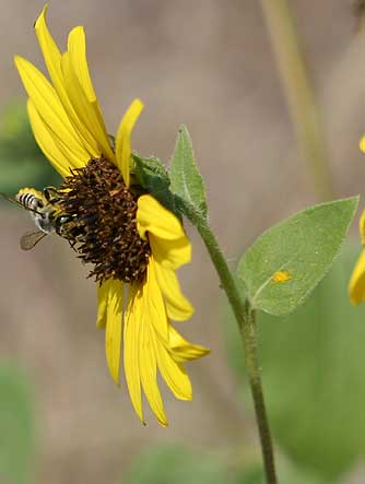 Common sunflower with megachile bee, Lake Roosevelt, Washington