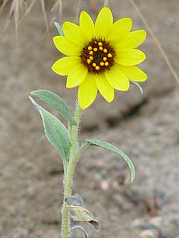 Common sunflower or Helianthus annuus pictures
