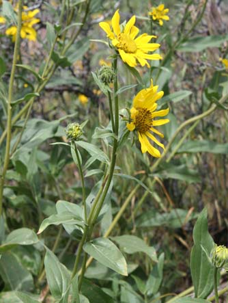 Wild sunflowers at Sun Lakes, Washington