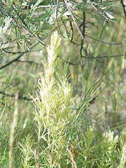 Baccharis coridifolia - Wikipedia