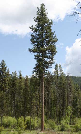 Picture of ponderosa pine - pinus ponderosa