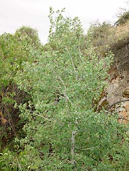 Picture of quaking aspen -  Populus tremuloides