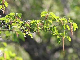Picture of water birch branch with leaves and catkins