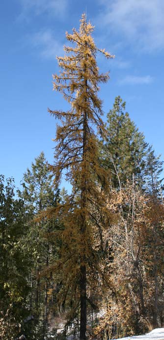 Picture of a yellow Western larch tree in fall