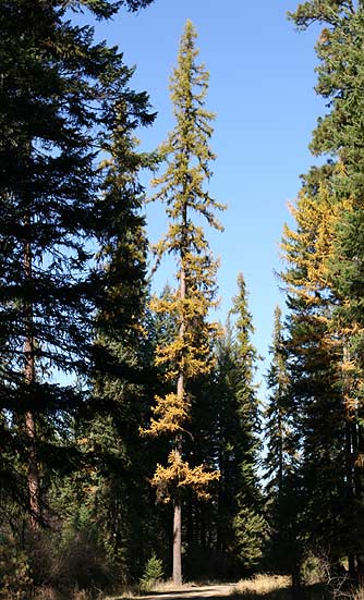 Pictures of ponderosa pine trees