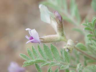 Pictures of Wooly pod milk vetch, Astragalus purshii
