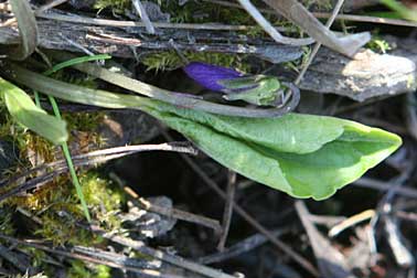 Northern bog violet picture - also known as nephrophylla