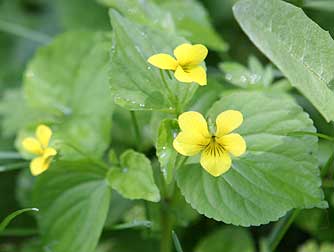Pictures of yellow stream violet or pioneer violet,  Viola glabella