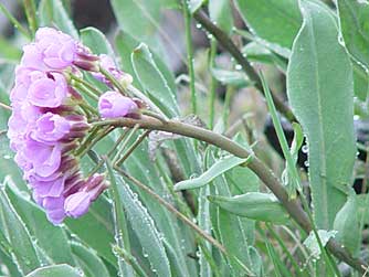 Daggerpod wildflower wildflower picture - Phoenicaulis cheiranthoides