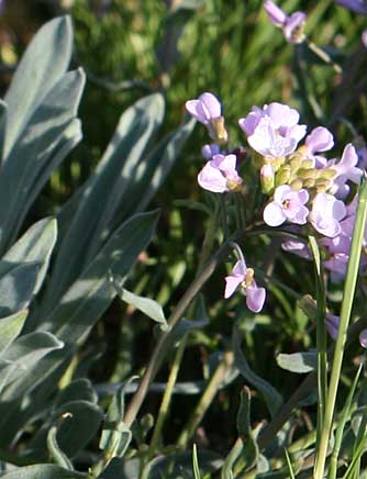 Picture of wallflower phoenicaulis wildflowers - Phoenicaulis cheiranthoides