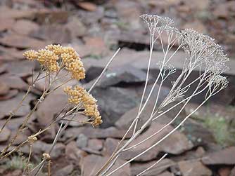Picture of yarrow flower heads