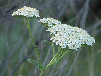 Picture of yarrow flower