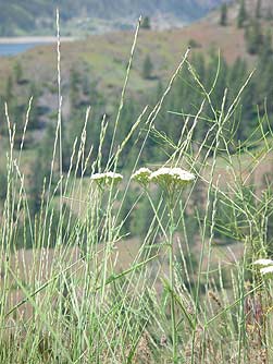 Common yarrow - Achillea millefolium 