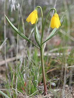 Picture of yellow mission bells or yellow fritillary - Fritillaria pudica