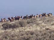 Colockum  elk herd