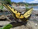 Lake Roosevelt butterfly at the beach