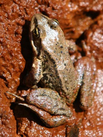 Cascades frog or Rana cascadae