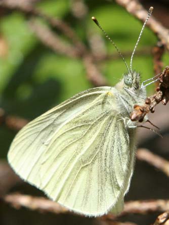 Margined white butterfly or Pieris marginalis